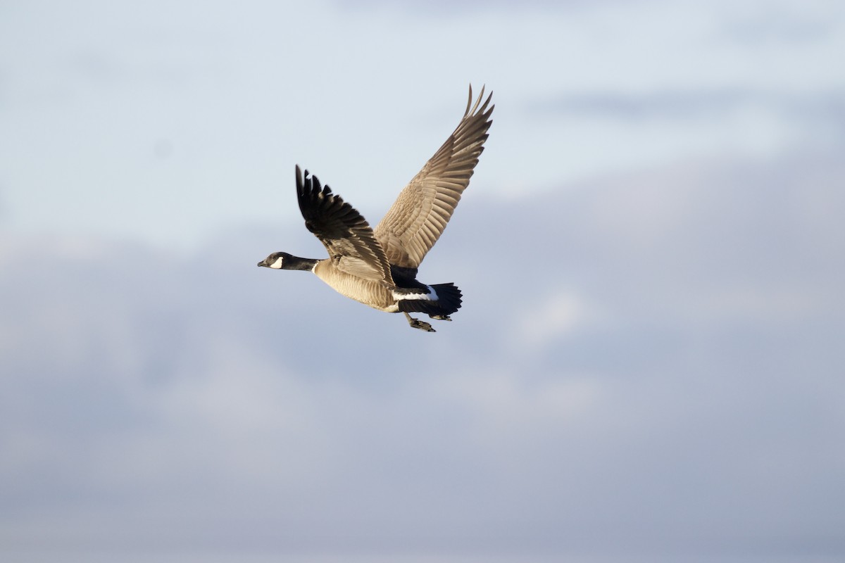 Cackling Goose (Aleutian) - Dan Roth