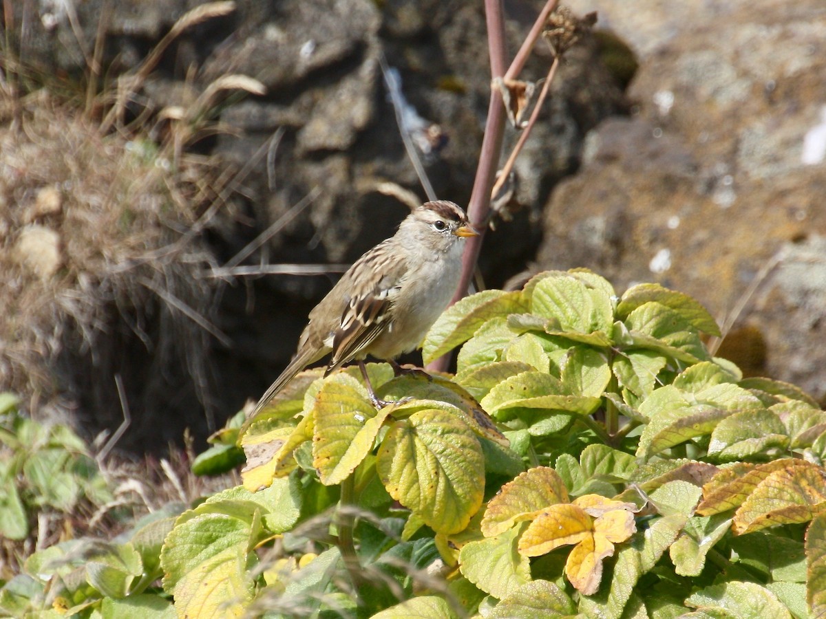 White-crowned Sparrow - Loyan Beausoleil
