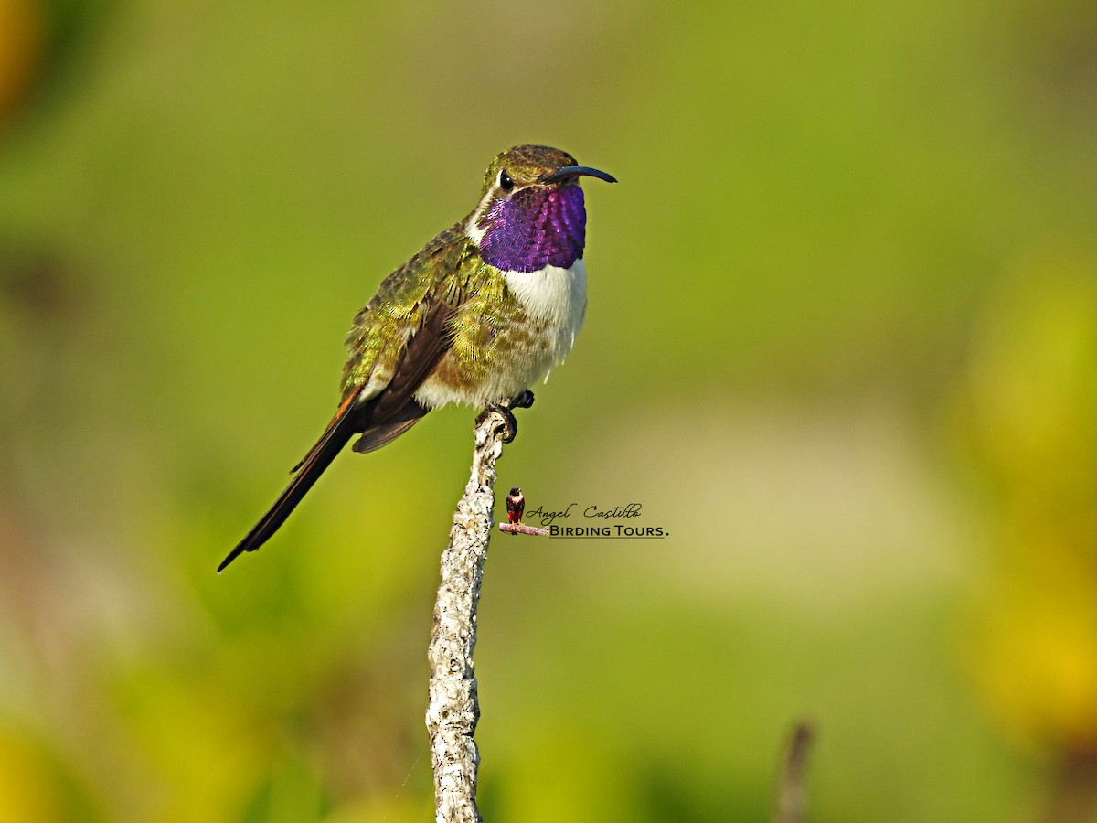 Mexican Sheartail - Angel Castillo Birdwatching Guide