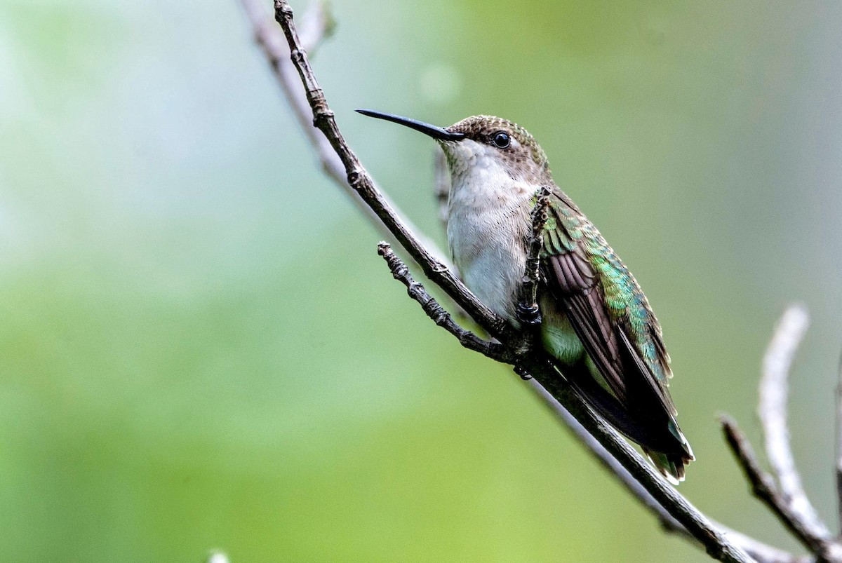 Ruby-throated Hummingbird - Andrew Simon