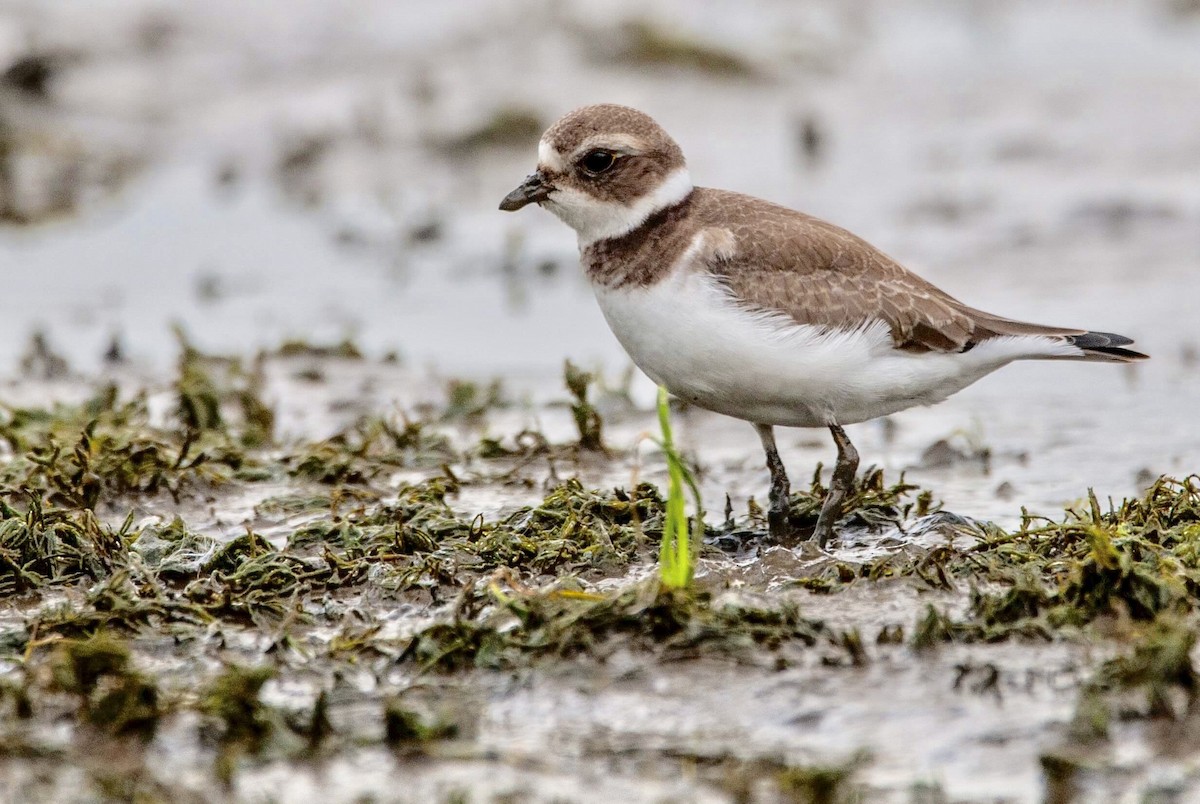 Semipalmated Plover - Andrew Simon
