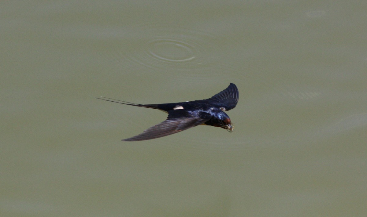 Barn Swallow - ML112863621