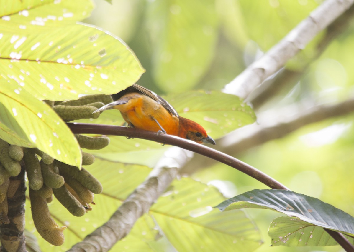 Flame-colored Tanager - Marcelo Corella