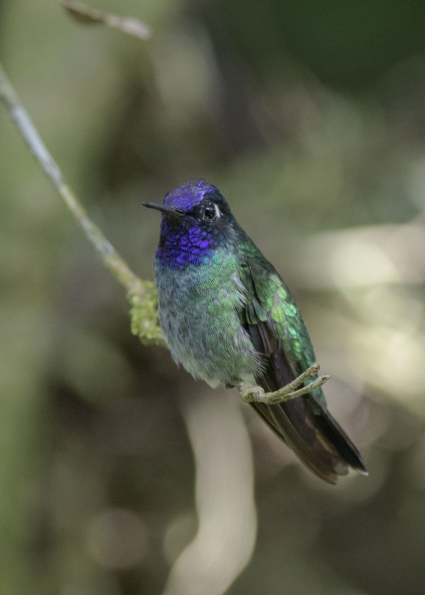 Violet-headed Hummingbird - Guillermo  Saborío Vega