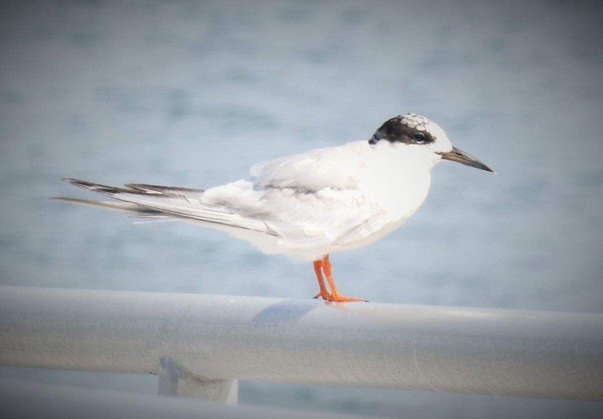 Forster's Tern - Ron Smith