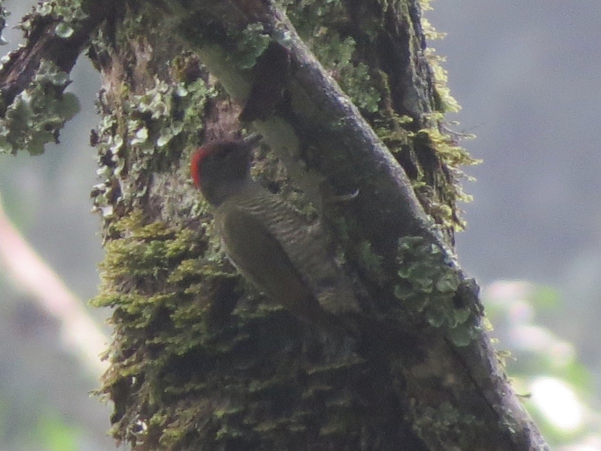 Fine-banded Woodpecker - ML112866321