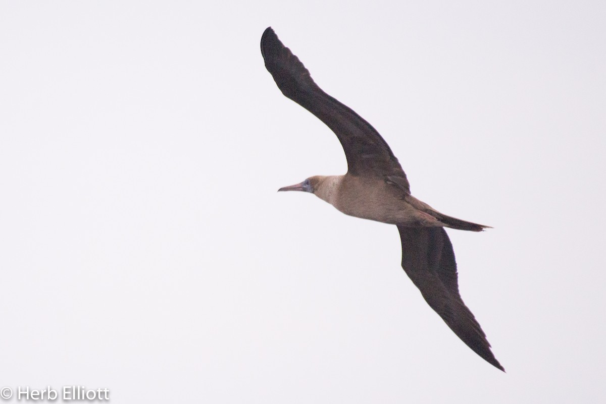 Red-footed Booby - ML112869801
