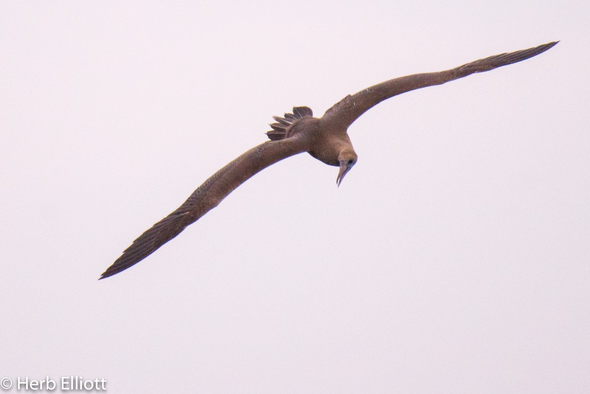 Red-footed Booby - ML112869811
