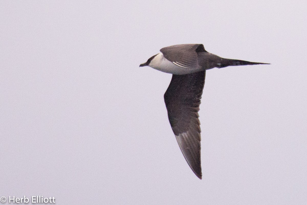 Long-tailed Jaeger - ML112870151