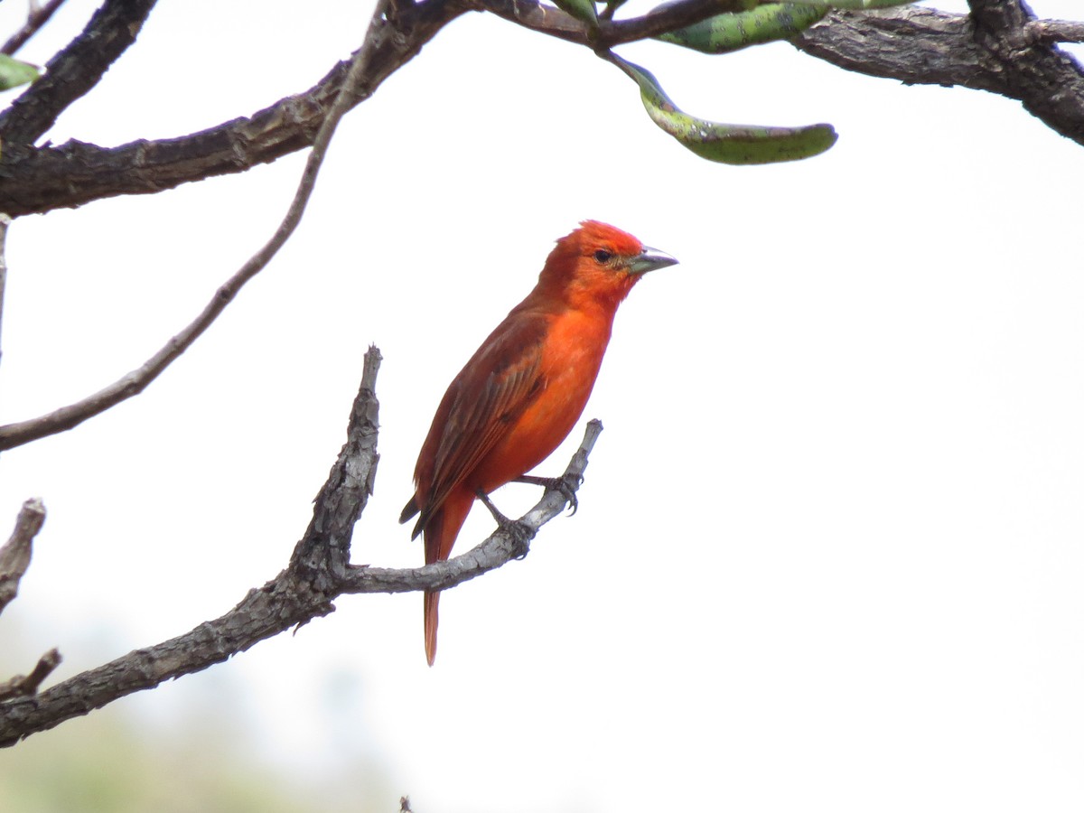 Hepatic Tanager - ML112870461