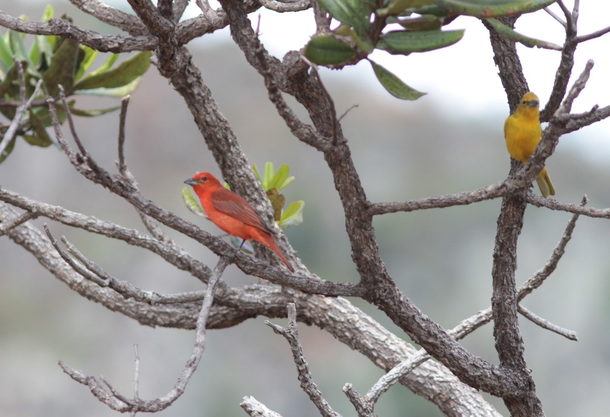 Hepatic Tanager - ML112870471