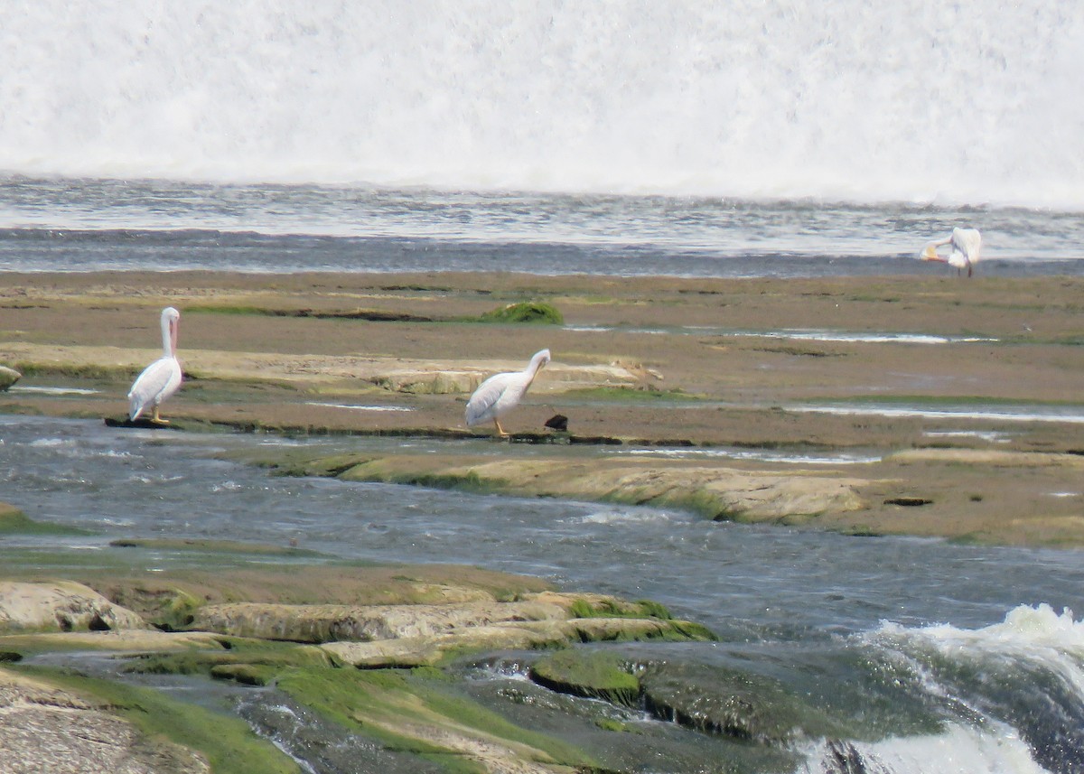 pelikán severoamerický - ML112870901