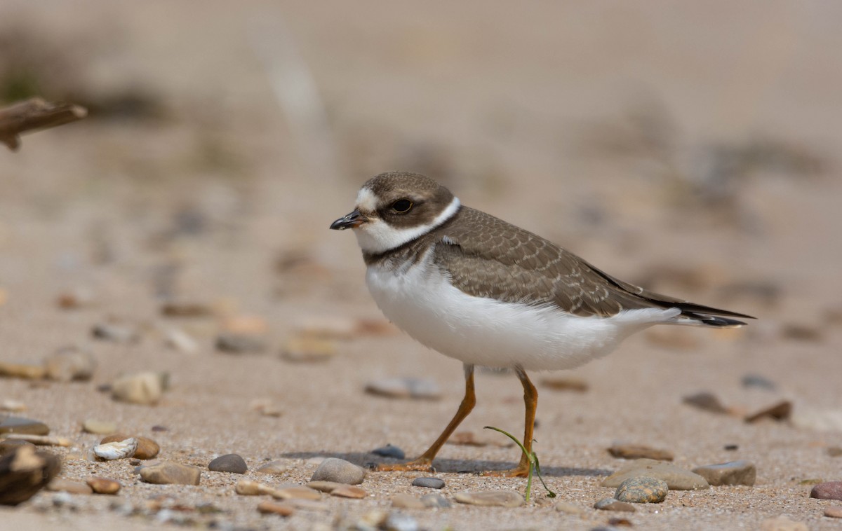 Semipalmated Plover - Jacob Collison