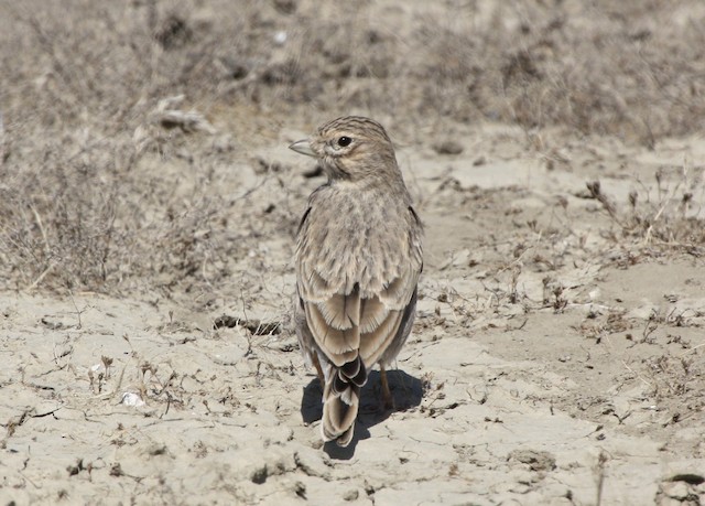 Photos - Turkestan Short-toed Lark - Alaudala heinei - Birds of the World