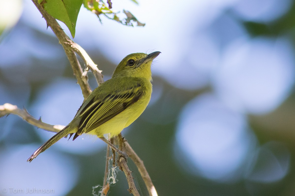 Olive-faced Flatbill - ML112874431