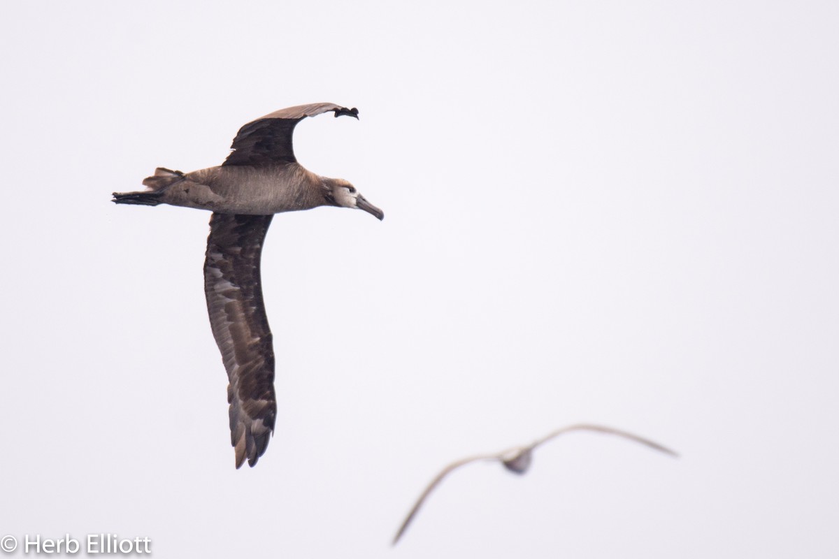 Black-footed Albatross - Herb Elliott