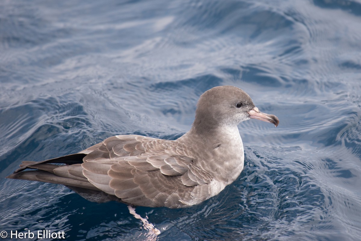 Pink-footed Shearwater - ML112876861