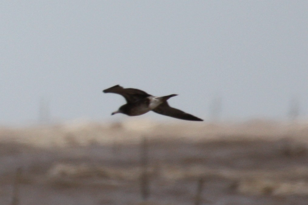 Black-tailed Gull - ML112879291