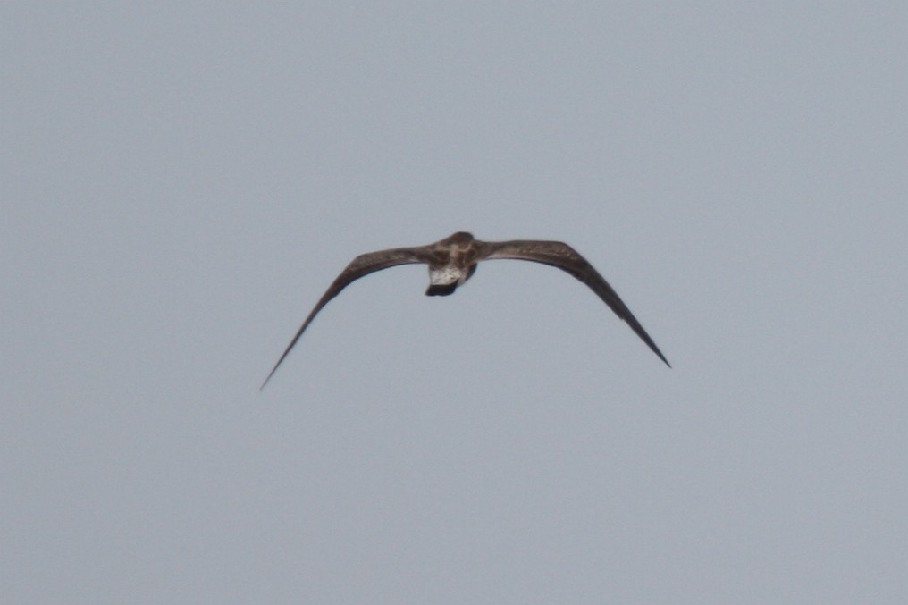 Black-tailed Gull - ML112879301