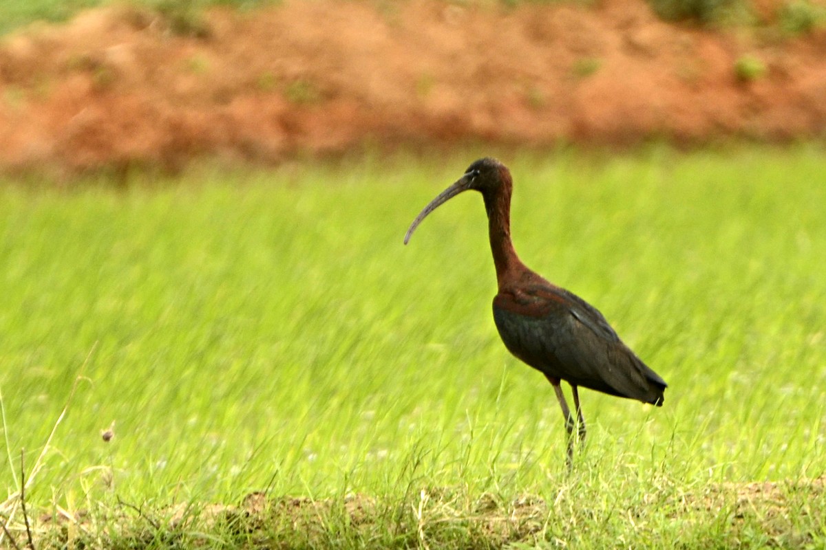 Glossy Ibis - Panchapakesan Jeganathan