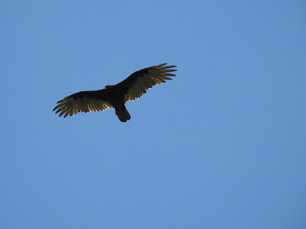 Turkey Vulture - Adam Zorn