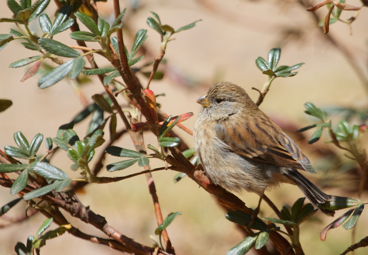 Band-tailed Seedeater - Will Sweet
