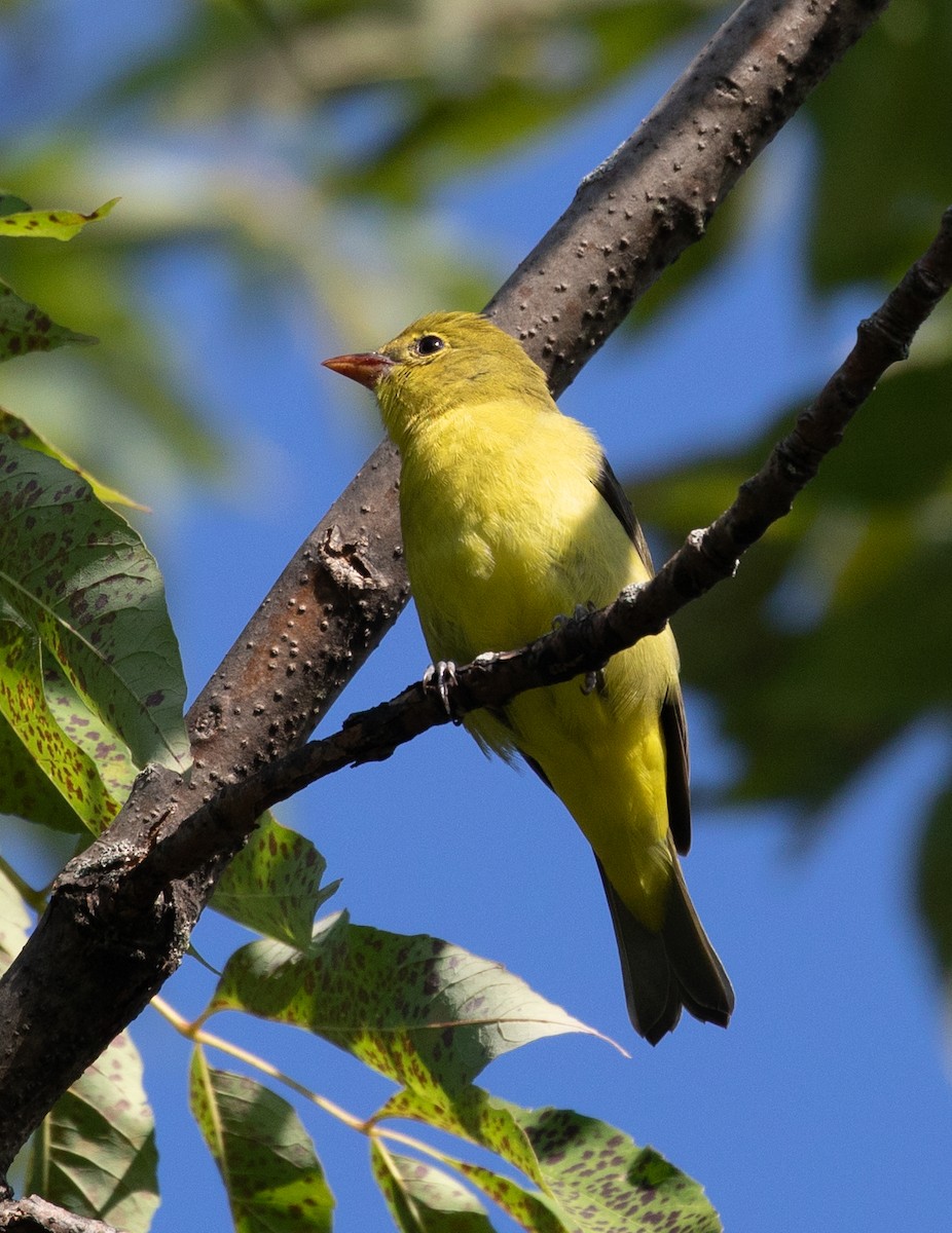 Scarlet Tanager - ML112886201