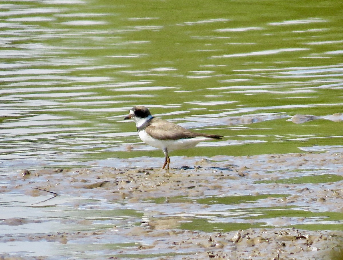Semipalmated Plover - Gerry Hawkins