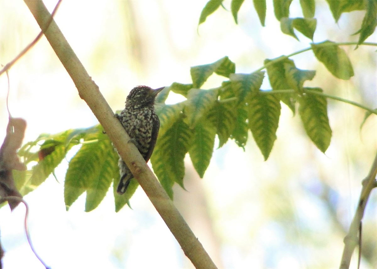 White-wedged Piculet - ML112888781