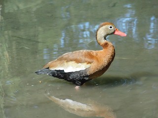 Black-bellied Whistling-Duck, ML112893941