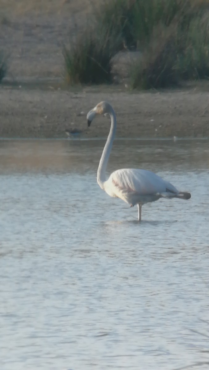 Greater Flamingo - ML112895241