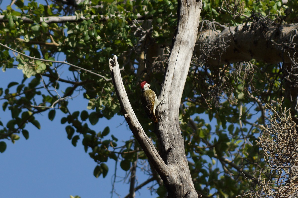 Bennett's Woodpecker (Light-spotted) - ML112901751