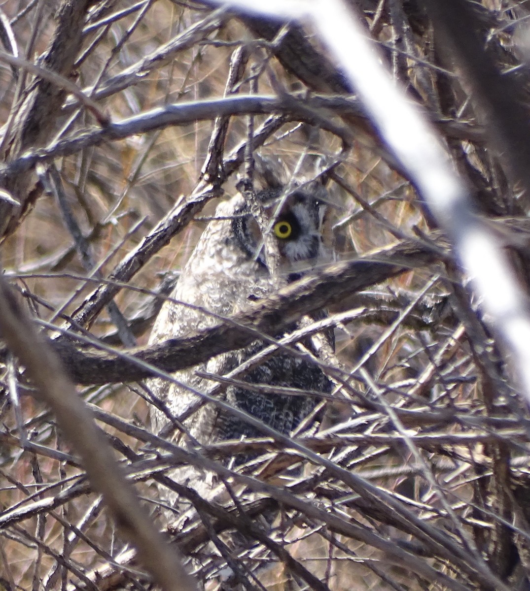 Long-eared Owl - ML112901991