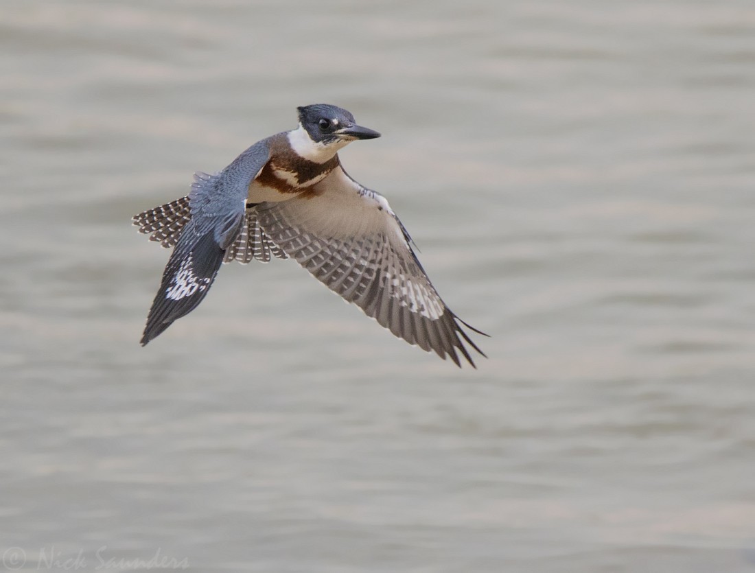 Belted Kingfisher - Nick Saunders