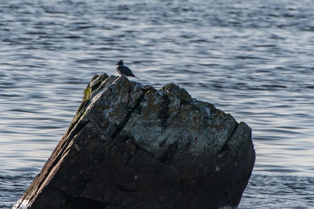 Belted Kingfisher - ML112908201