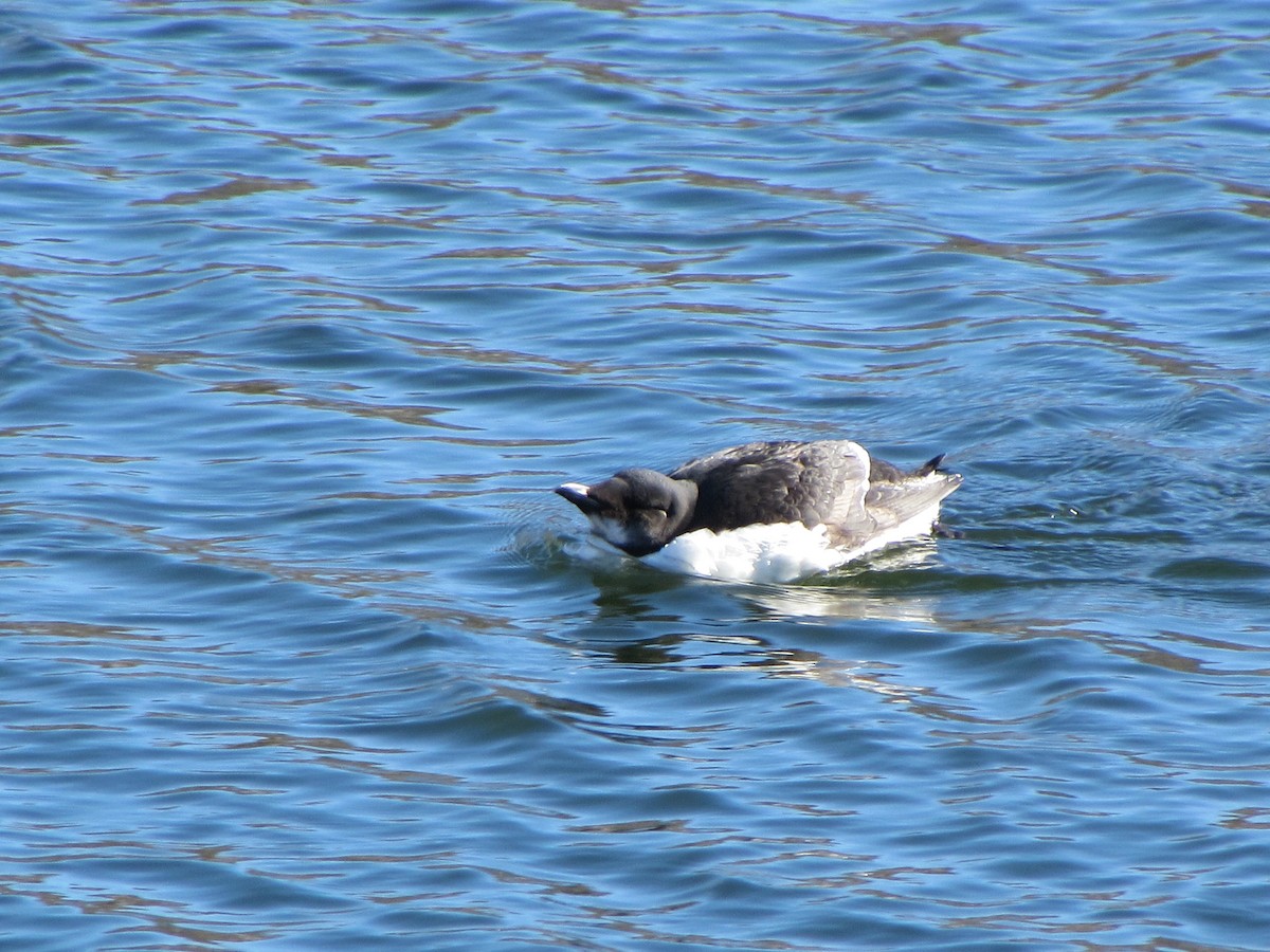Thick-billed Murre - ML112910891