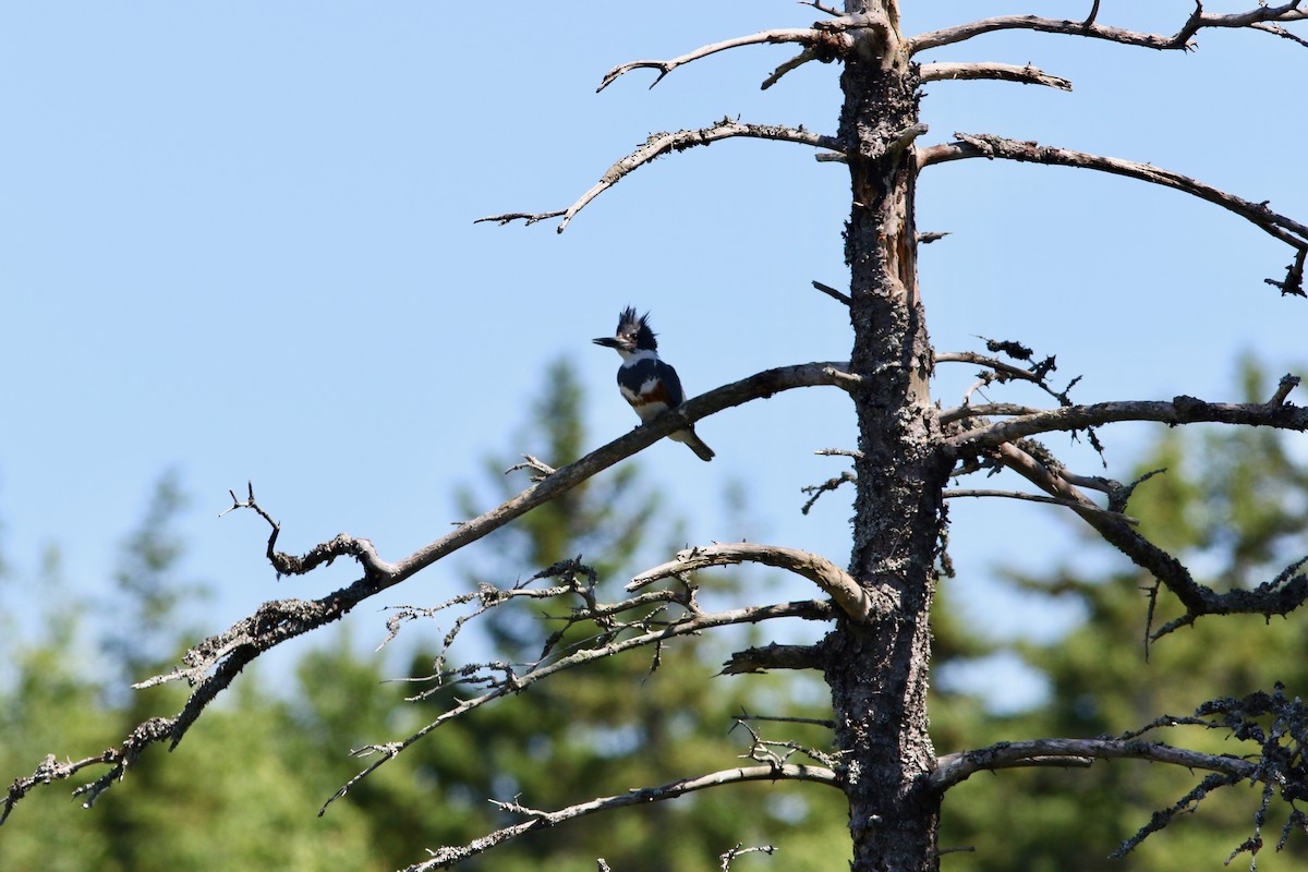 Belted Kingfisher - ML112915451