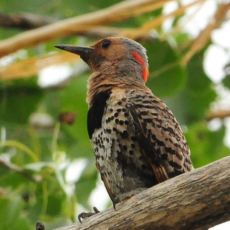 Northern Flicker (Yellow-shafted) - Sue Riffe