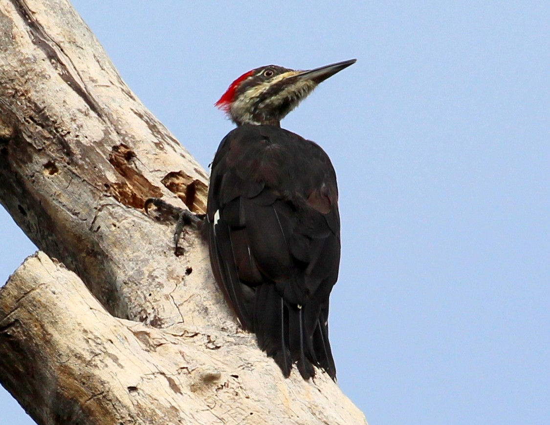 Pileated Woodpecker - ML112921591