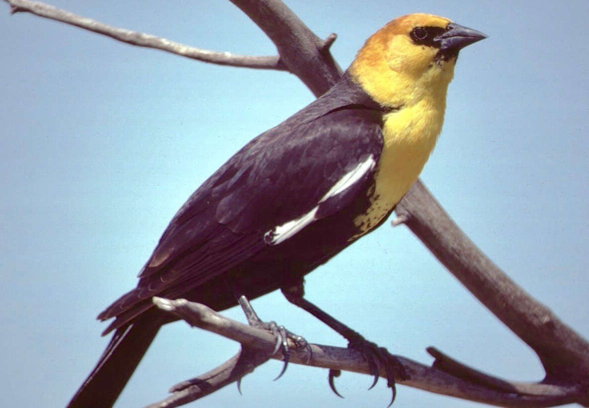 Yellow-headed Blackbird - ML112922851