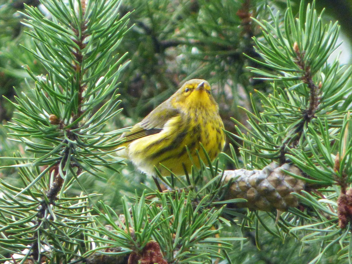 Cape May Warbler - Patrice Blouin