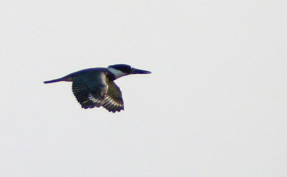Belted Kingfisher - ML112926701