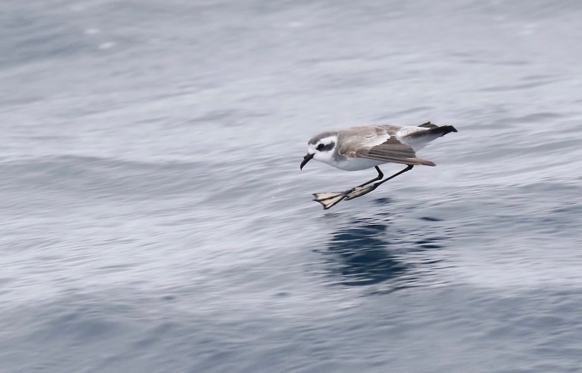 White-faced Storm-Petrel - ML112927811
