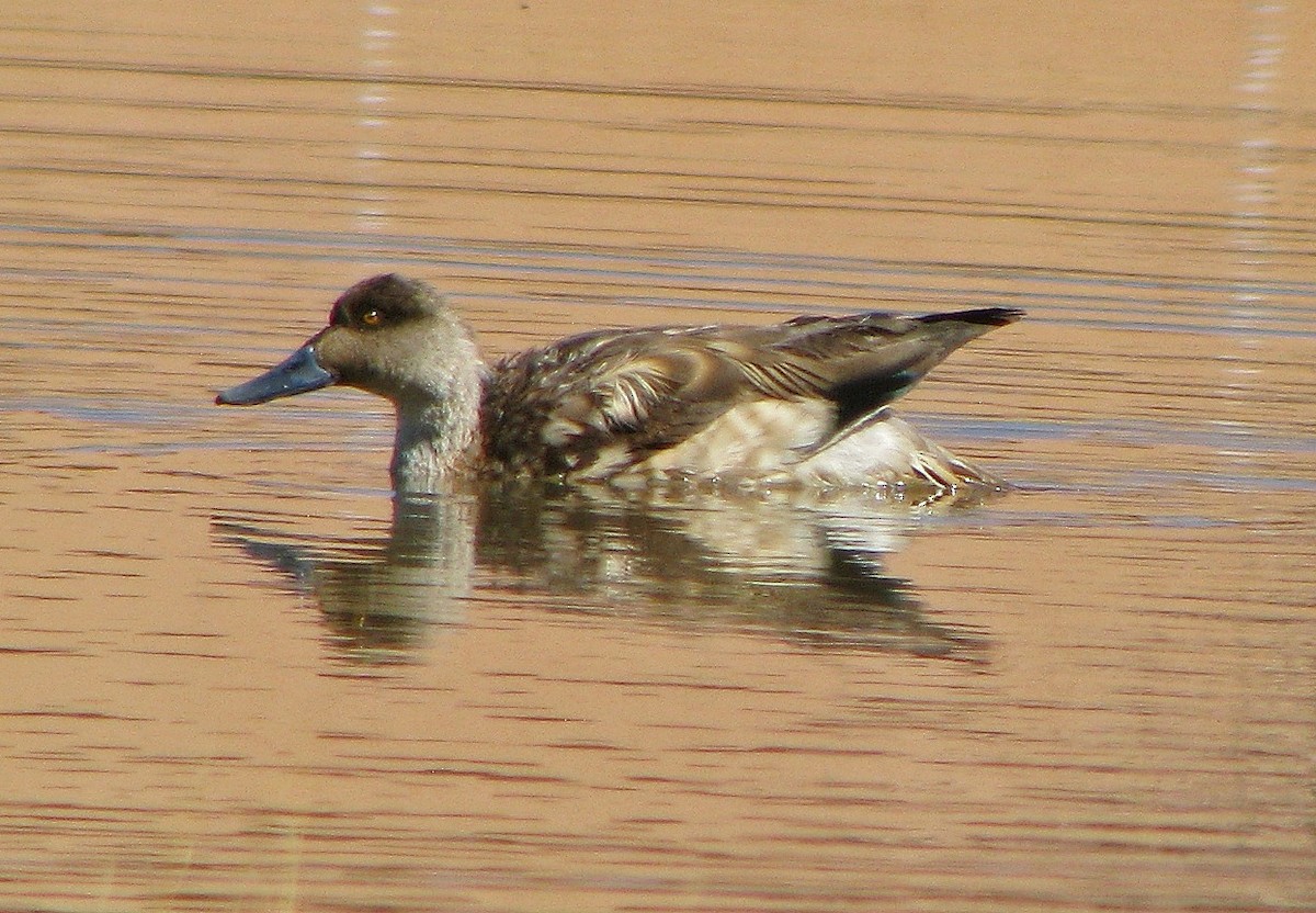 Crested Duck - ML112930941
