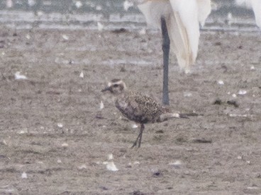 American Golden-Plover - H and S