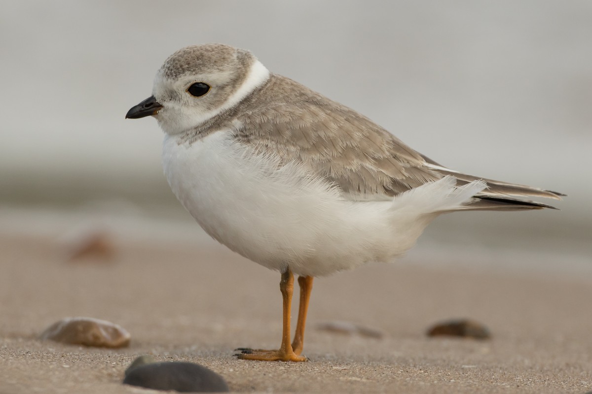 Piping Plover - ML112934721