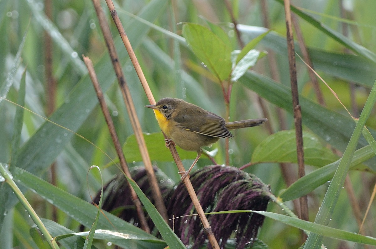 ML112936341 Common Yellowthroat Macaulay Library