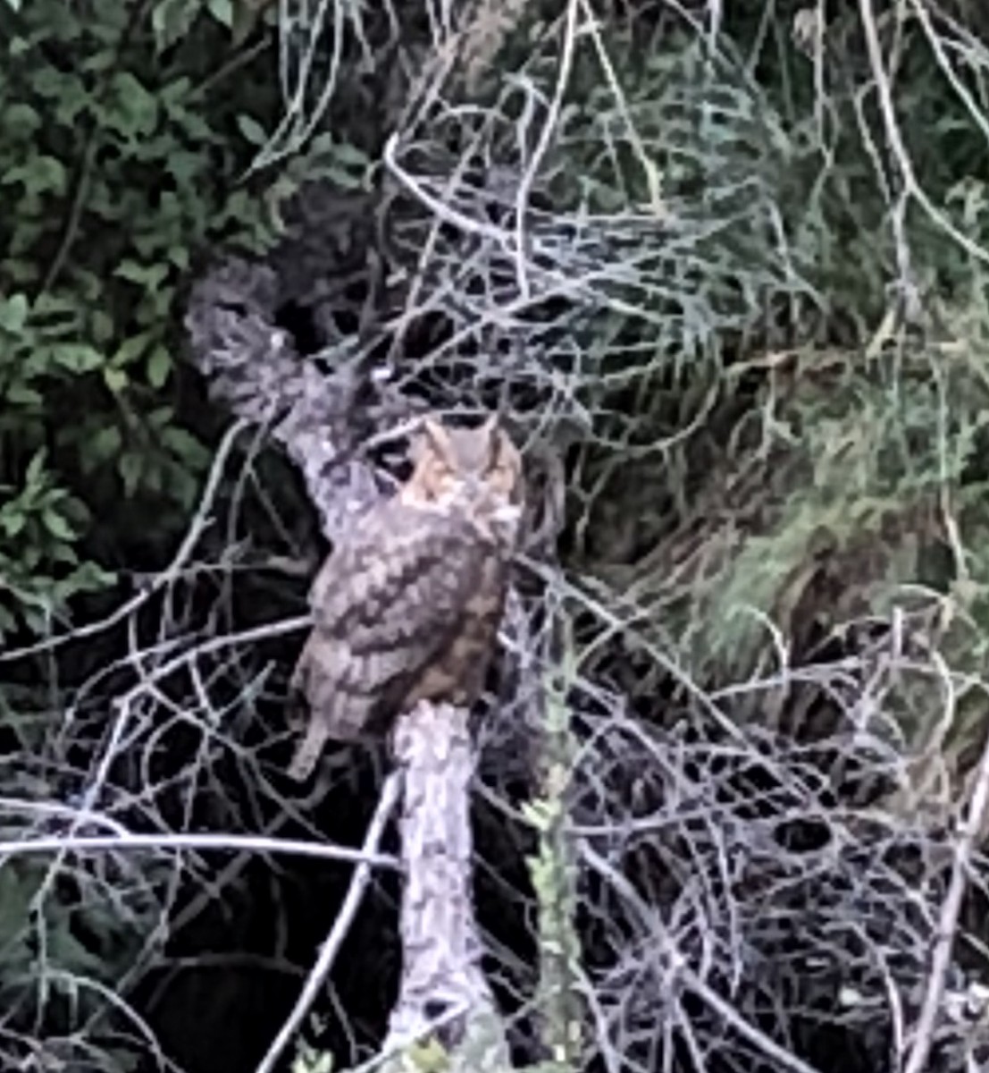 Great Horned Owl - ML112937711