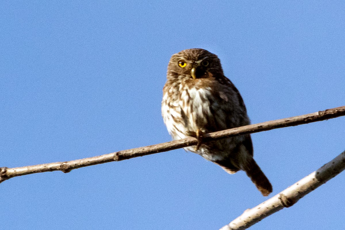 Ferruginous Pygmy-Owl - ML112938881
