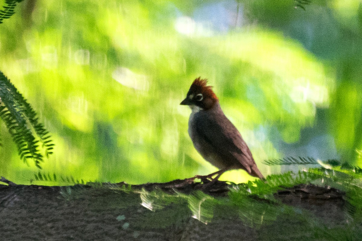 Rusty-crowned Ground-Sparrow - Karina Ortega